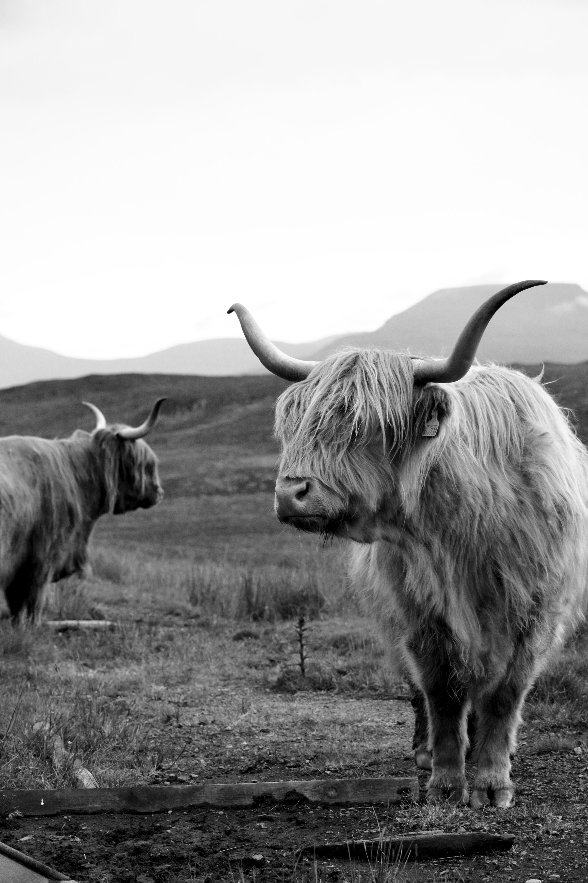 Emily Brinks Photography