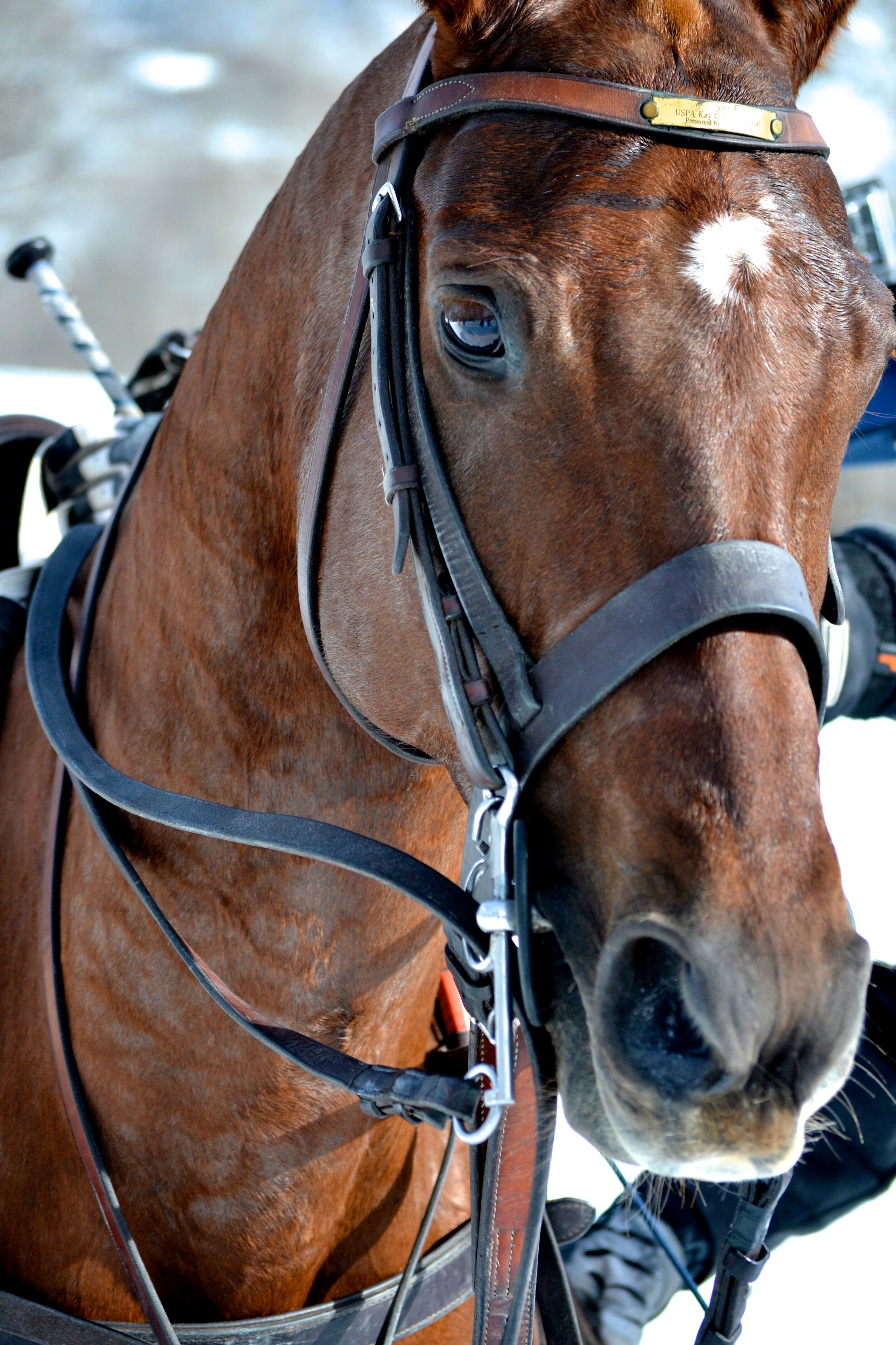 Emily Brinks Photography