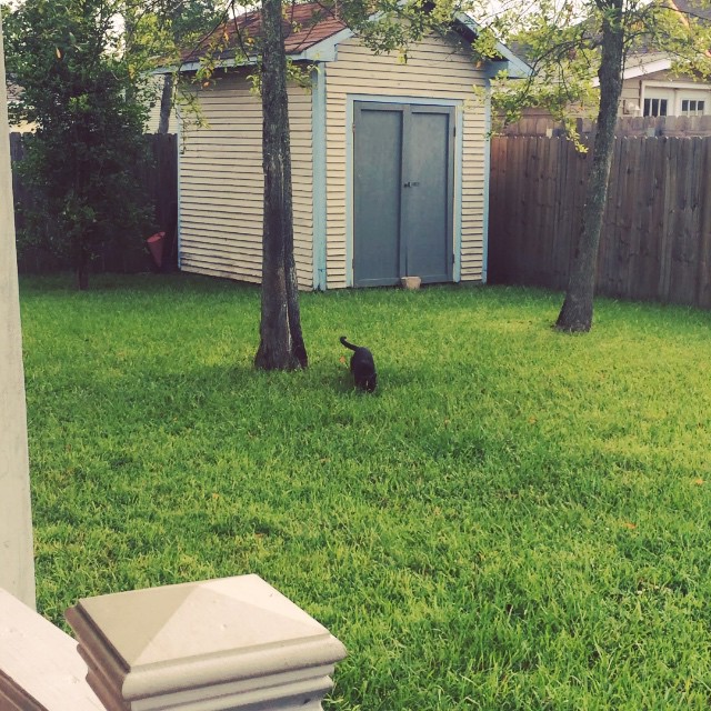 Puddin' making enemies out of the birds this morning 😟 #catsofinstagram