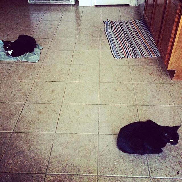 Hover Cat Masters #catsofinstagram #cats #blackcats
