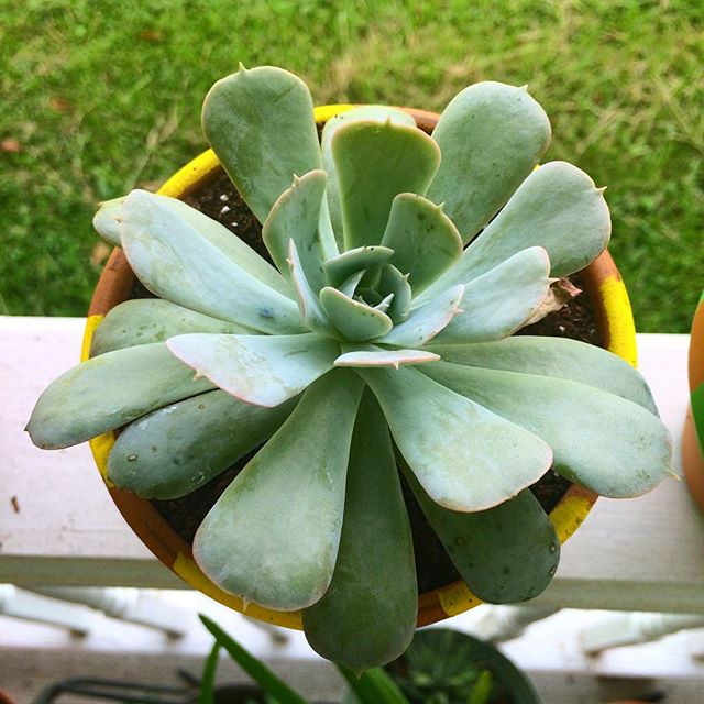 The newbie in the #cacti neighborhood. #succulent #green #gardening