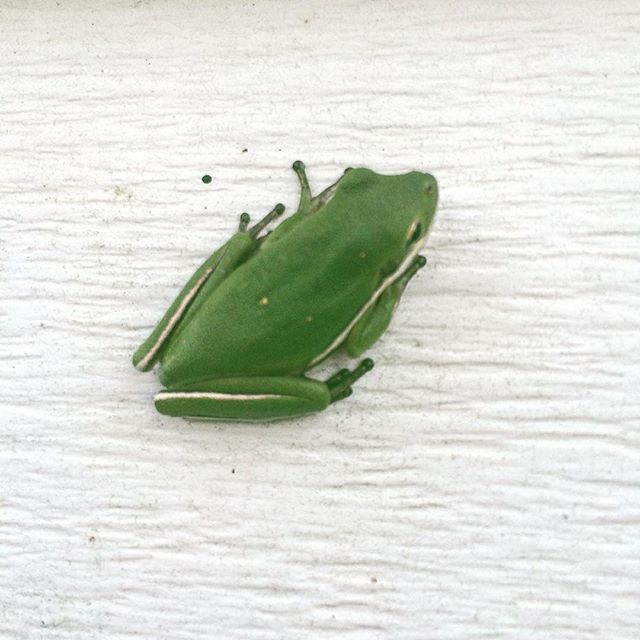 I think he looks like a Kermit, don't you? 🐸 #frog #cute #possiblemuppet