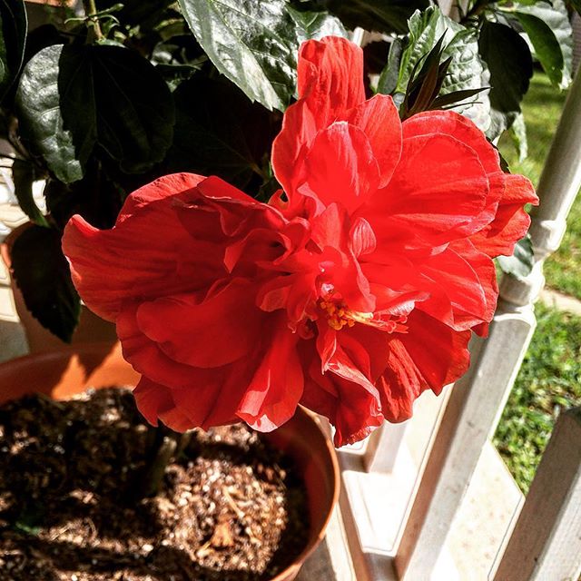 One giant red #hibiscus bloom this morning 🌺😊 #gardening #flora #tropical #red #pretty