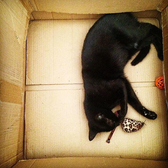 Puddin' Pop's 3 favorite toys: the catnip mouse, the catnip ball, and the cardboard box. #catsofinstagram #blackcats #puddin #catinabox